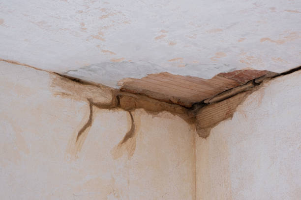 Best Professional water damage repair  in Grand Meadow, MN
