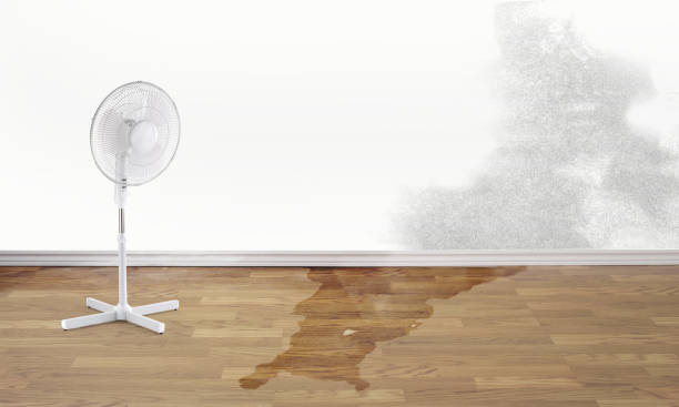 Best Professional water damage repair  in Grand Meadow, MN